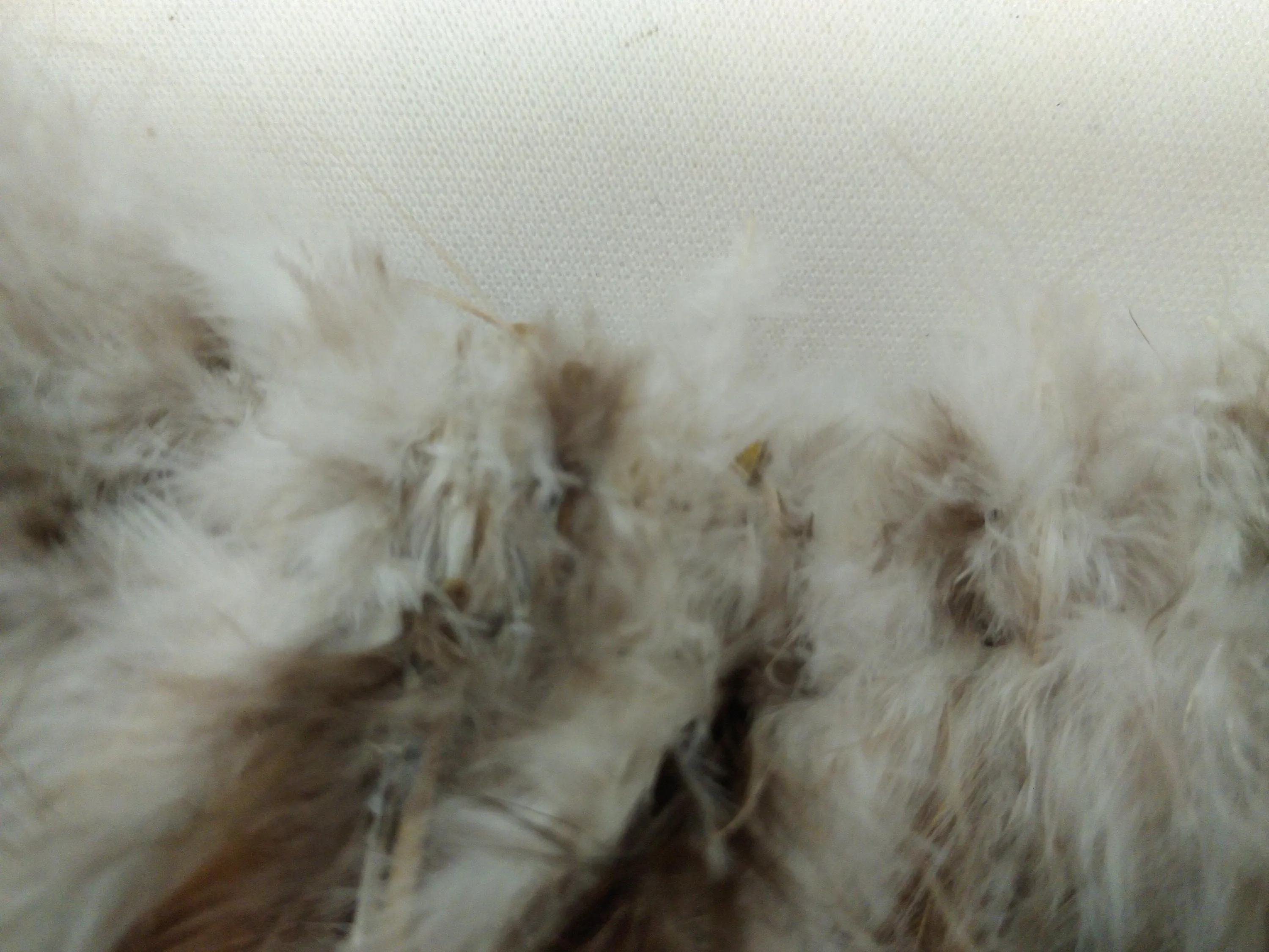 Pheasant Cock Saddle Hackle Feathers Strung/bound for protection and easy application for Dreamcatchers, Earrings, Necklaces, Regalia